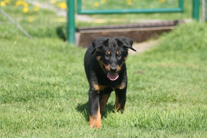 Quenza 09 04 2017 (46)